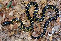 Desert Kingsnake