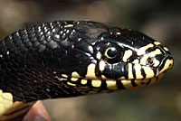 Desert Kingsnake