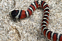Arizona Mountain Kingsnake