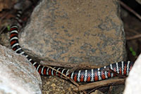 Arizona Mountain Kingsnake