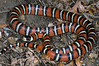 Knobloch's Mountain Kingsnake