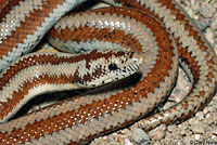 Northern Three-lined Boa