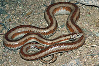 Northern Three-lined Boa