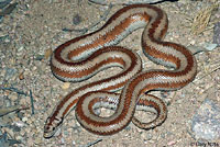 Northern Three-lined Boa