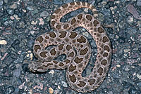 Desert Massasauga