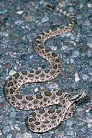 Desert Massasauga