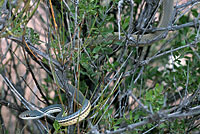 Sonoran Whipsnake