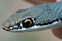 Sonoran Whipsnake