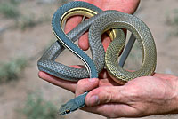 Sonoran Whipsnake