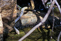 Sonoran Whipsnake