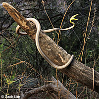 Brown Vinesnake