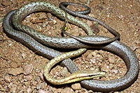 Brown Vinesnake