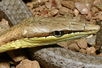 Brown Vinesnake