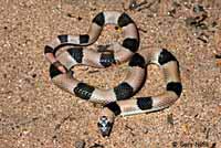Snake