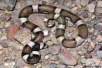 Snake