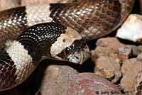 Saddled Leaf-nosed Snake