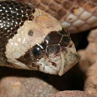 Saddled Leaf-nosed Snake