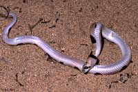 Saddled Leaf-nosed Snake