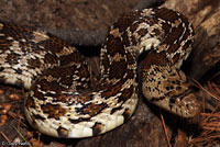 Sonoran Gophersnake