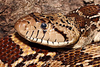 Sonoran Gophersnake