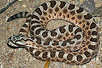 Desert Massasauga