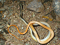 Mountain Patch-nosed Snake