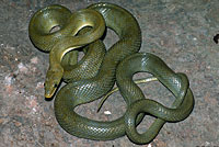 Northern Green Ratsnake