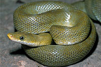 Northern Green Ratsnake