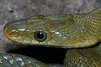 Northern Green Ratsnake