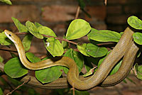 Northern Green Ratsnake