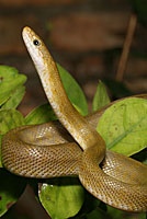 Northern Green Ratsnake