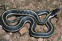 Western Black-necked Gartersnake 