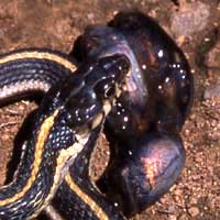 Western Black-necked Gartersnake 