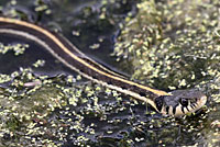 Western Black-necked Gartersnake 