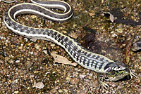 Western Black-necked Gartersnake eating a Chiricahua Leopard Frog