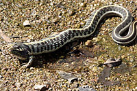 Western Black-necked Gartersnake eating a Chiricahua Leopard Frog