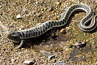 Western Black-necked Gartersnake 