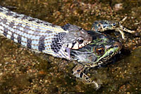 Western Black-necked Gartersnake eating a Chiricahua Leopard Frog
