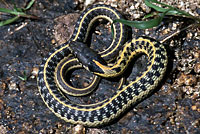 Western Black-necked Gartersnake 