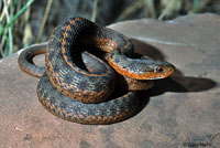 Wandering Gartersnake