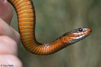 Wandering Gartersnake