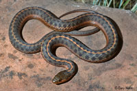 Wandering Gartersnake