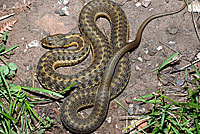 Wandering Gartersnake