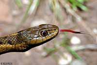 Wandering Gartersnake