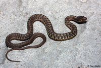 Wandering Gartersnake