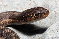 Wandering Gartersnake