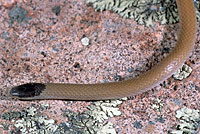 Plains Black-headed Snake