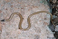 Plains Black-headed Snake