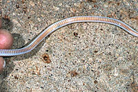 Plains Black-headed Snake