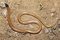 Plains Black-headed Snake